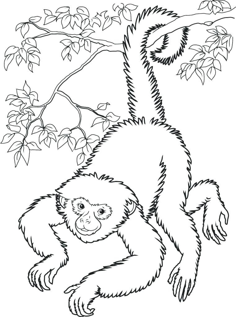 Spider Monkey Coloring Page Free Monkey Coloring Pages Spider 761x1024 Spider Monkey Coloring Page Free Monkey Coloring Pages Spider