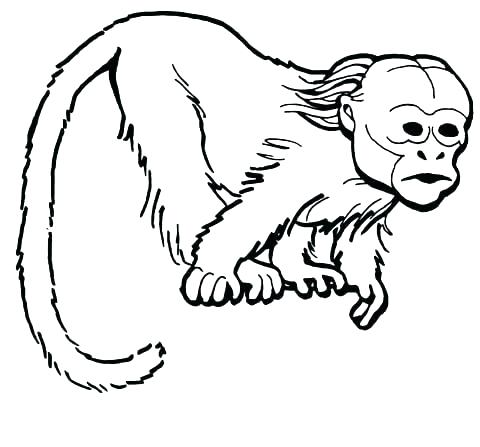 Coloring Pages Of Monkeys Spider Monkey Coloring Pages Free Monkey 480x447 Coloring Pages Of Monkeys Spider Monkey Coloring Pages Free Monkey