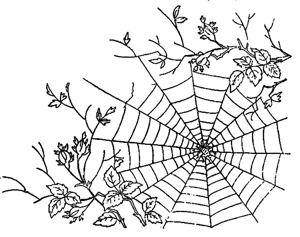 1050x828 Printable Spider Web Coloring Pages Me Image 11