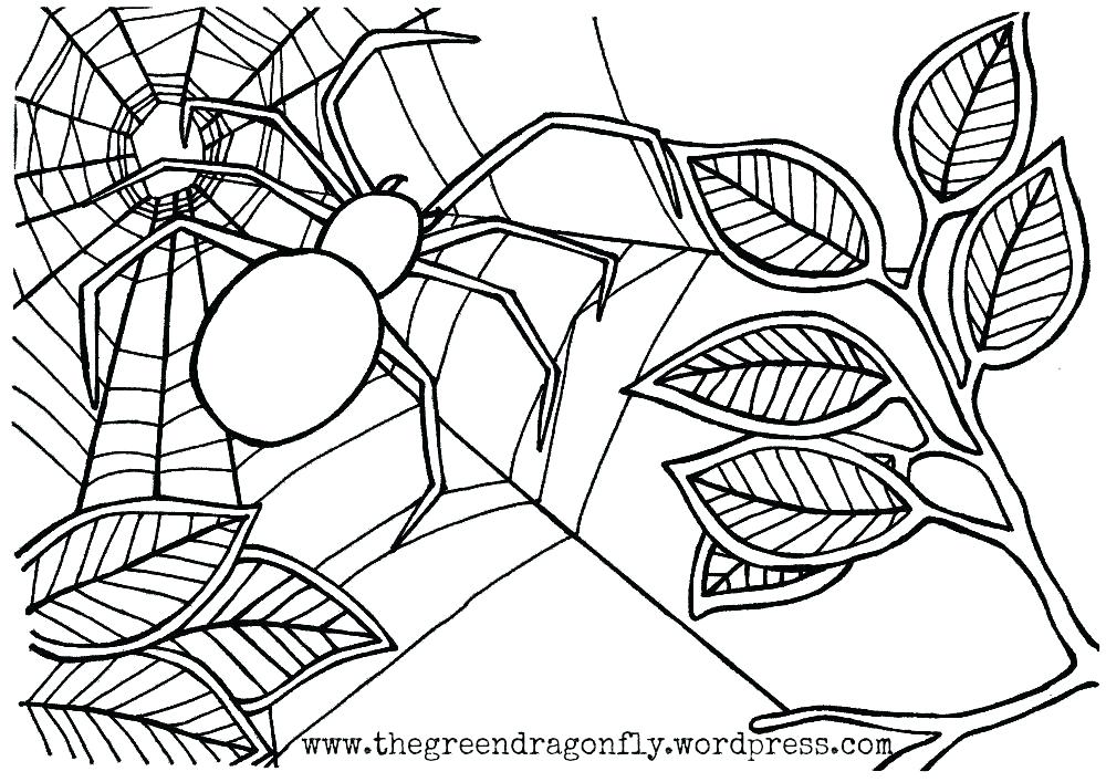 Spider Coloring Picture Spider Color Page Spider Web Coloring Miss 1000x707 Spider Coloring Picture Spider Color Page Spider Web Coloring Miss