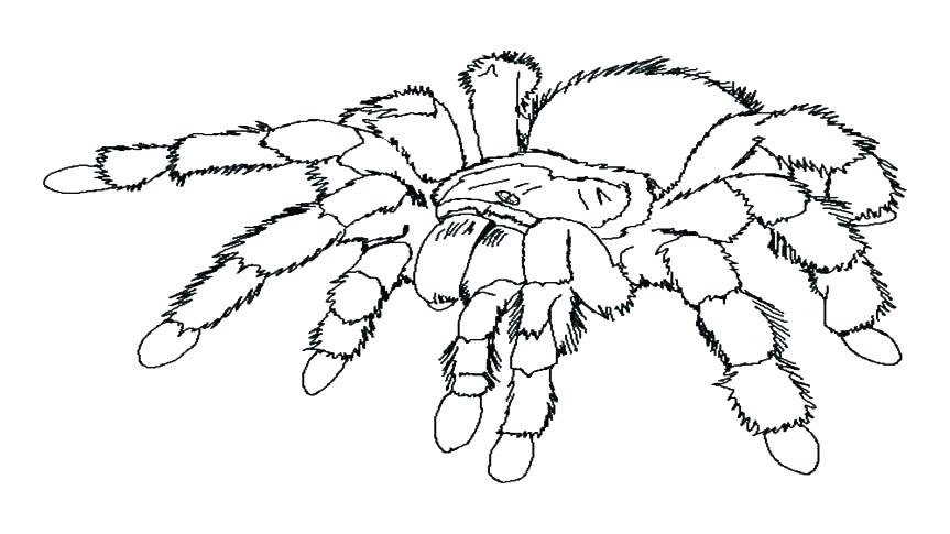 863x485 Spider Coloring Page Spiderman Coloring Pages Online