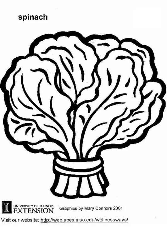 531x750 Coloring Page Spinach