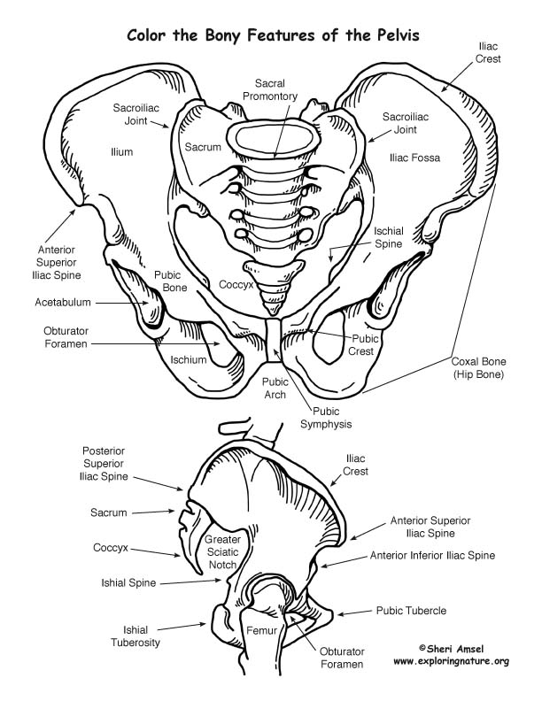 612x792 Pelvis Boney Features Coloring Page