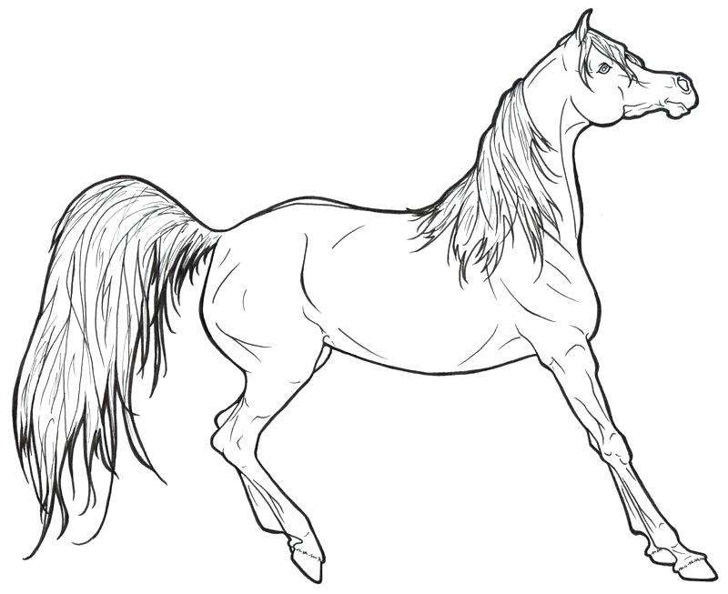 Horse Color Pages Anime Horse Coloring Pages Spirit Horse Coloring 800x653 Horse Color Pages Anime Horse Coloring Pages Spirit Horse Coloring