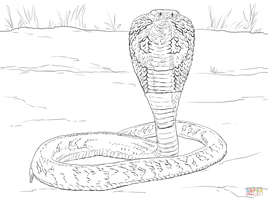 Indian Cobra Coloring Pages Pattern 1024x768 Indian Cobra Coloring Pages Pattern