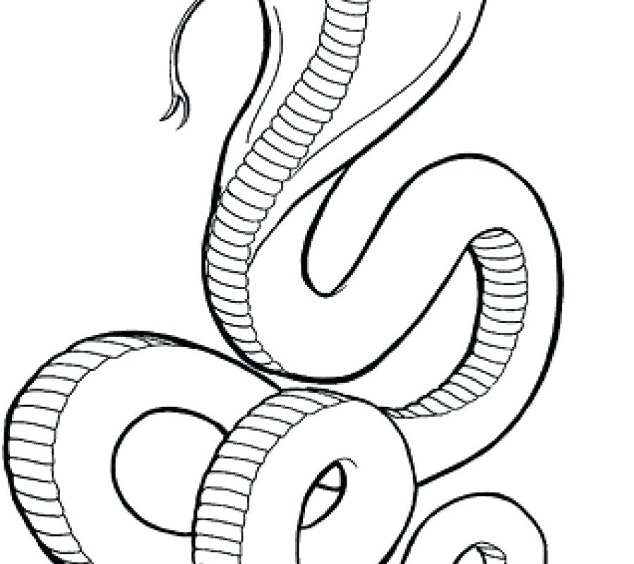 King Cobra Coloring Pages Coloring Design 900x800 King Cobra Coloring Pages Coloring Design