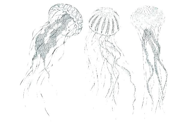 640x425 Jellyfish Coloring Page
