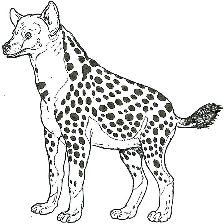 725x726 Hyena Coloring Page Hyena Coloring Page Inspirational Hyena
