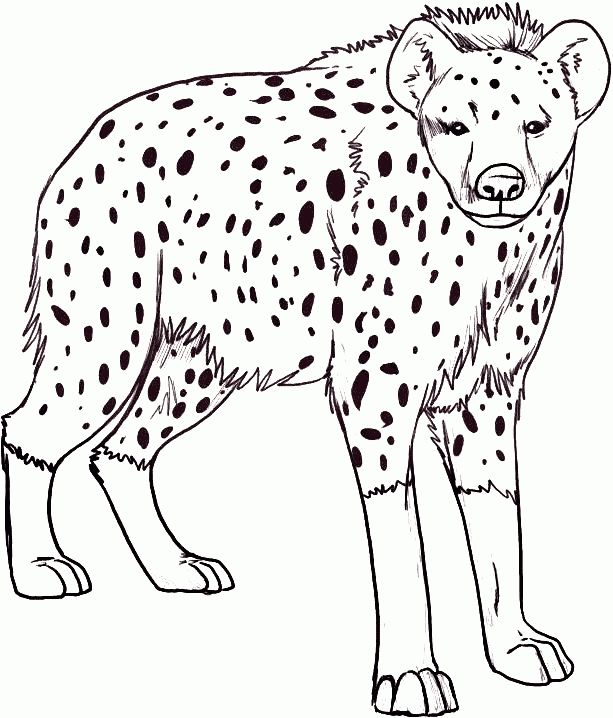 613x718 Pin By Alifiah On Coloring Pages Hyena And Preschool