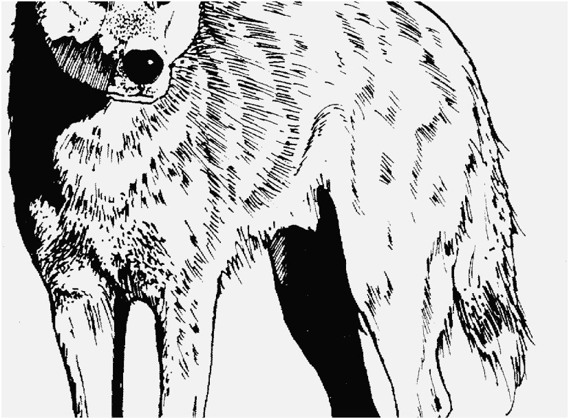 827x609 Wolf Coloring Pages Gallery Coyote Friend Wolf Coloring Pages