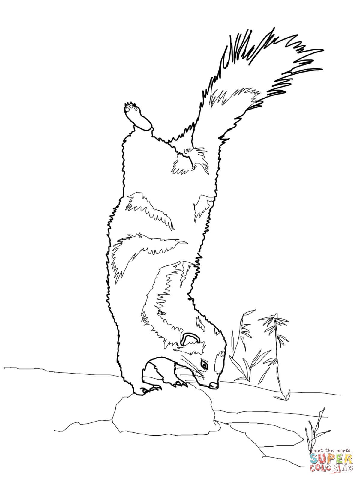 1200x1600 Skunk Coloring Pages Printable Resume
