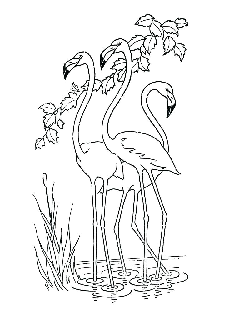 Spring Birds Coloring Pages Color Bros Spring Birds Coloring Pages 736x1056 Spring Birds Coloring Pages Color Bros Spring Birds Coloring Pages