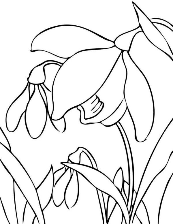Printable Spring Flower Coloring Pages 600x777 Printable Spring Flower Coloring Pages