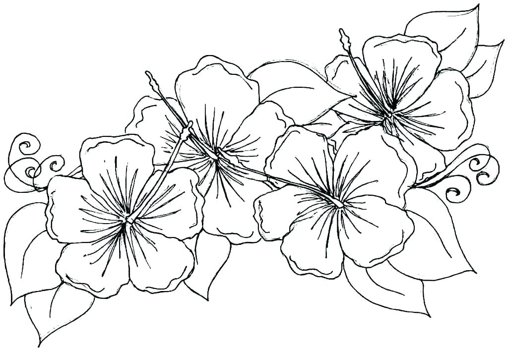 Spring Flower Coloring Pages 1024x708 Spring Flower Coloring Pages