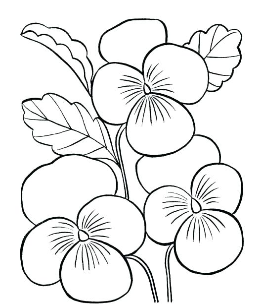 Cute Flower Coloring Pages Coloring Spring Flowers Flowers 530x613 Cute Flower Coloring Pages Coloring Spring Flowers Flowers