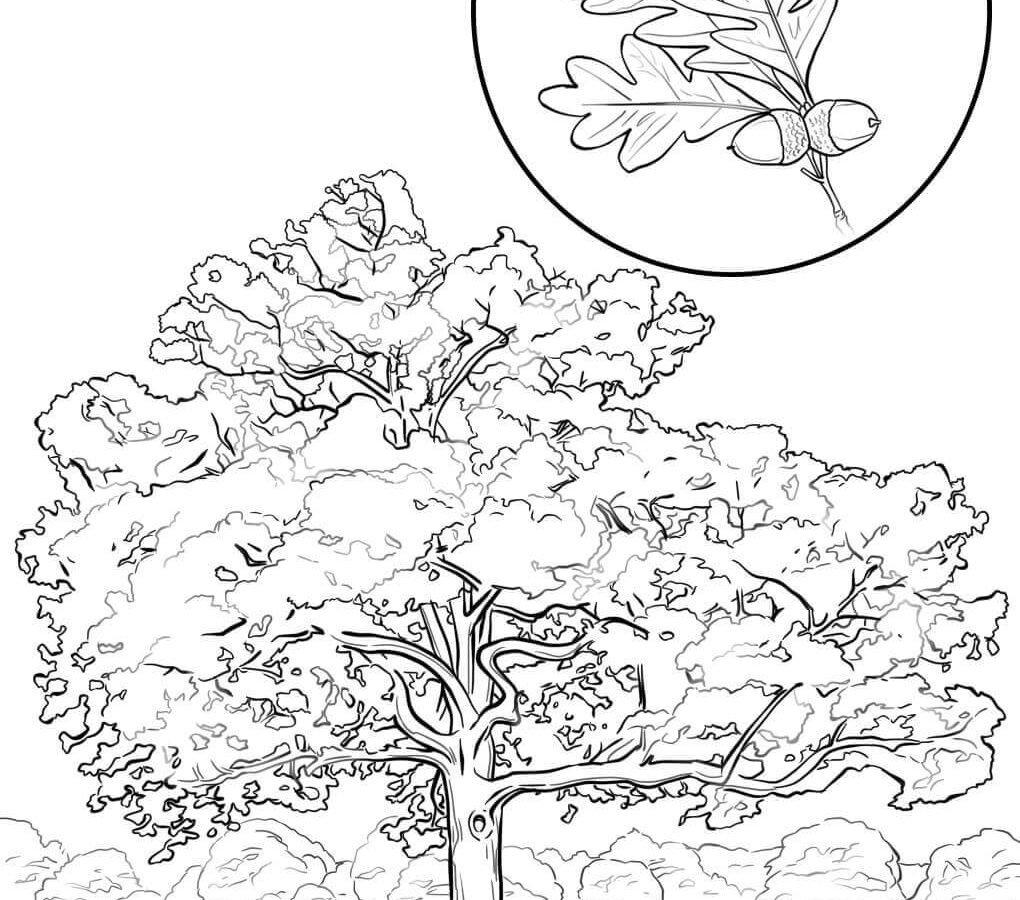 1020x900 Apple Tree Coloring Page Free Printable Pages Kids Frog Leaves