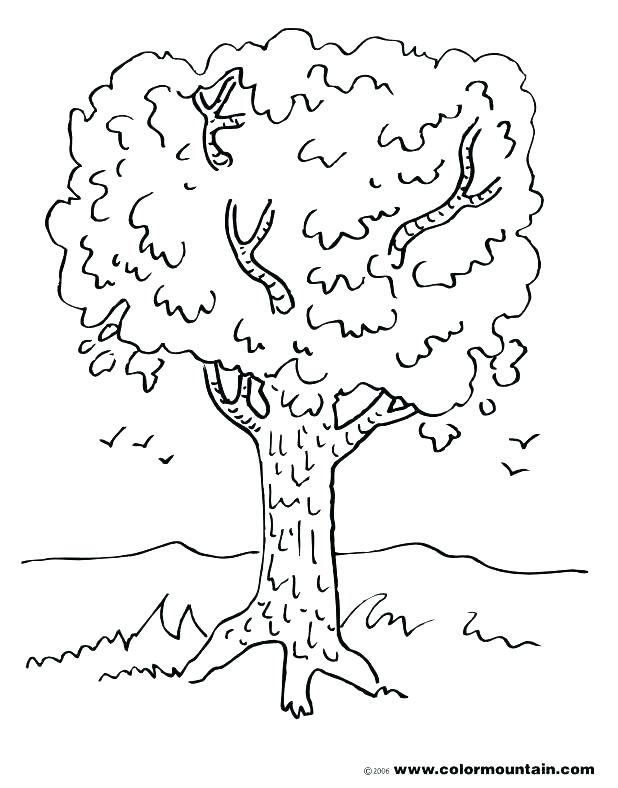 Spring Tree Coloring Page at GetColorings.com | Free printable