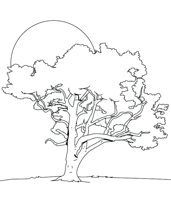 600x776 Bare Tree Coloring Page Spring Tree Coloring Page Bare Clip Art