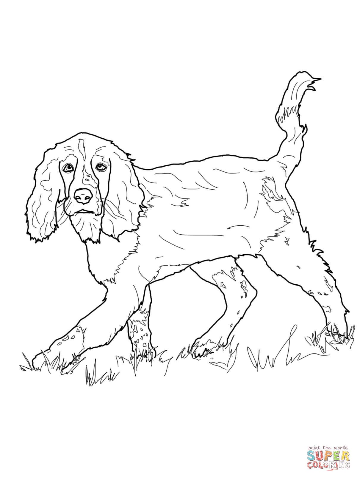 English Springer Spaniel Super Coloring Rug Hooking 1200x1600 English Springer Spaniel Super Coloring Rug Hooking