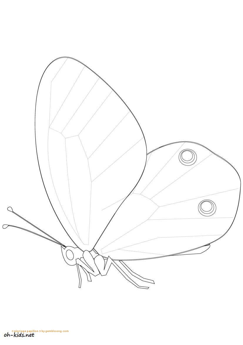 English Springer Spaniel Dog Breed Information American Elegant 827x1170 English Springer Spaniel Dog Breed Information American Elegant