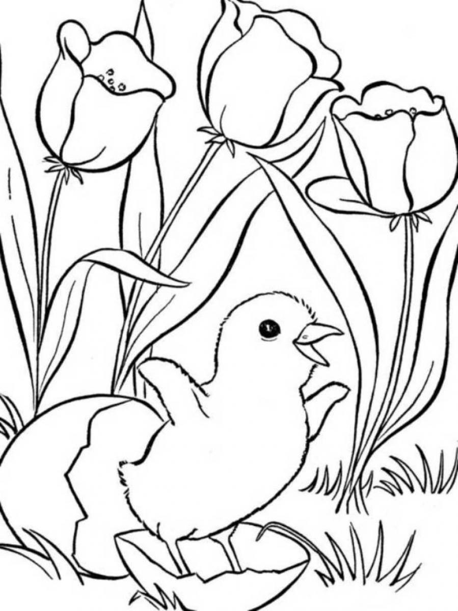 Spring Coloring Pages Chicks And Tulips 899x1200 Spring Coloring Pages Chicks And Tulips