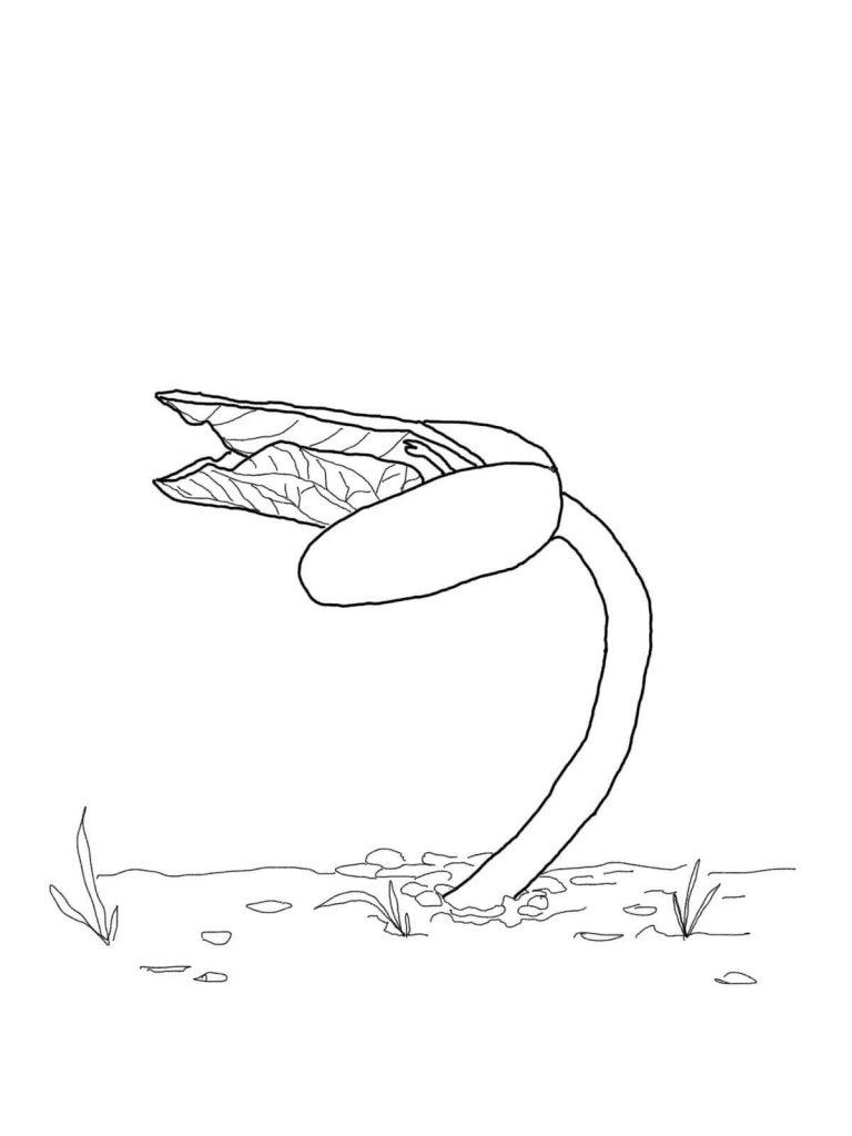 Vegetable Bean Sprout Coloring Page 768x1024 Vegetable Bean Sprout Coloring Page