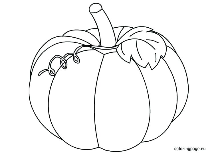 736x544 Squash Coloring Page A Printable Squash Coloring Sheets