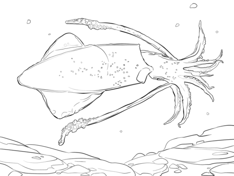 Giant Squid Coloring Pages Squid Coloring Pages Free Coloring 480x360 Giant Squid Coloring Pages Squid Coloring Pages Free Coloring
