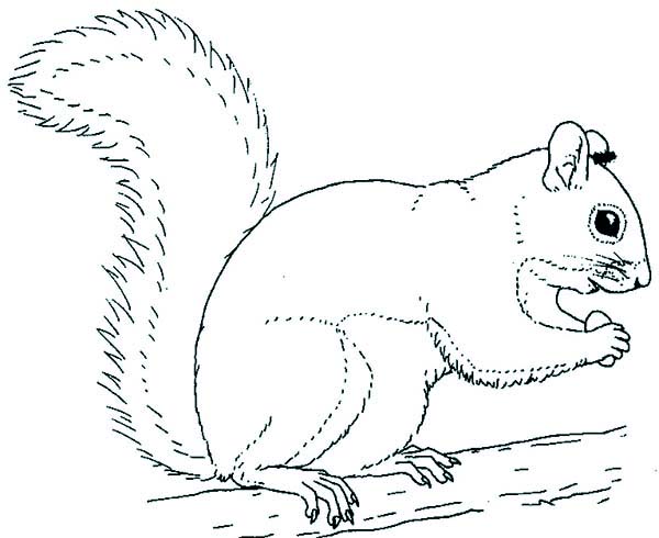 600x490 Grey Squirrel Coloring Page