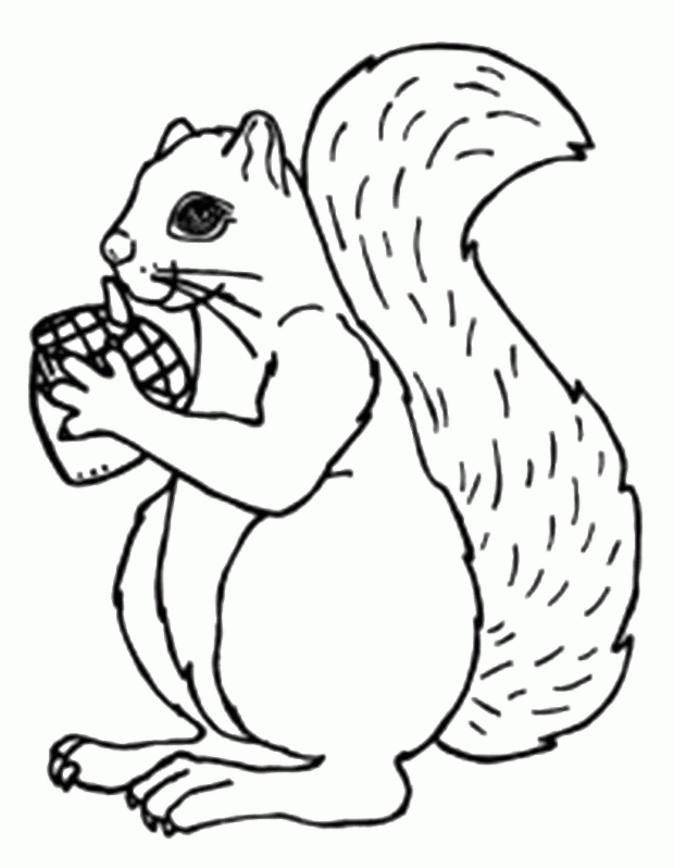 620x798 Squirrel Coloring Page Elegant Acorn Coloring Pages For Kids