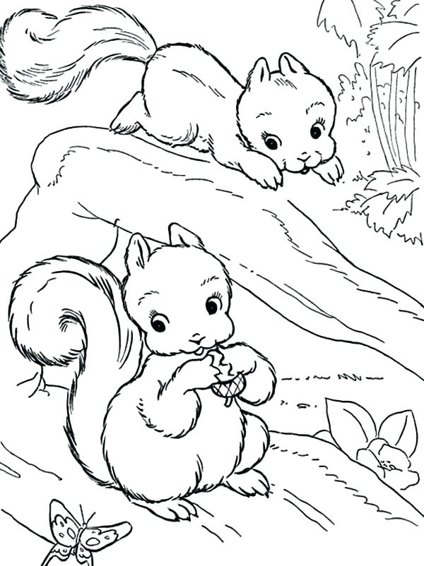 600x802 Coloring Page Squirrel Impair.co