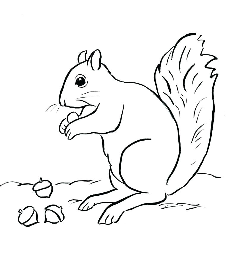 760x861 Coloring Pages Of Squirrels Two Baby Squirrel Coloring Page