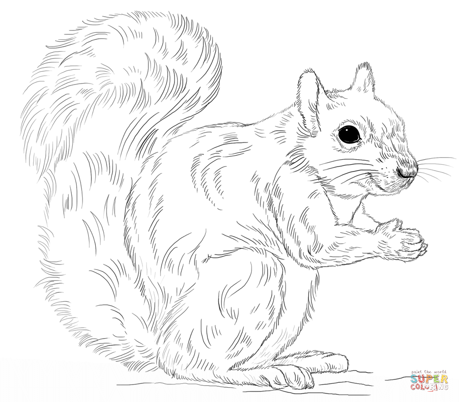 934x818 Eastern Gray Squirrel Coloring Page Arts Amp Crafts Ideas