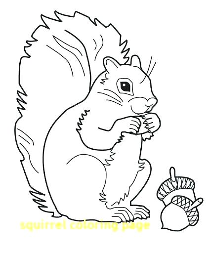 427x512 Squirrel Coloring Page Stunning Squirrel Coloring Page Image