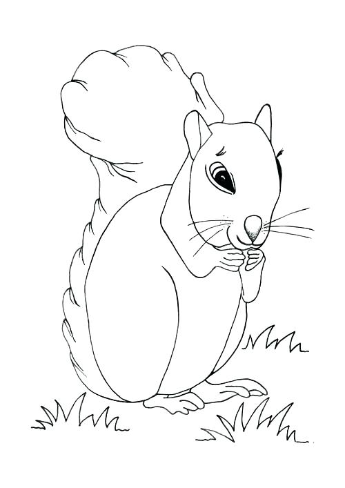 500x707 Squirrel Coloring Pages Coloring Pages Of Squirrels Cute Baby