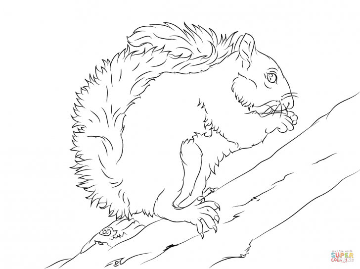 728x543 Squirrel Coloring Pages Monkey Funny Animal Of Baby Squirrels Free