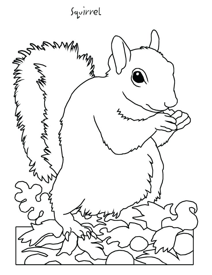 736x952 Top Rated Hibernation Coloring Pages Pictures Squirrel Coloring