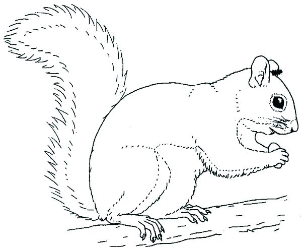 Flying Squirrel Coloring Page Coloring Pages Squirrel Respond Us 600x490 Flying Squirrel Coloring Page Coloring Pages Squirrel Respond Us