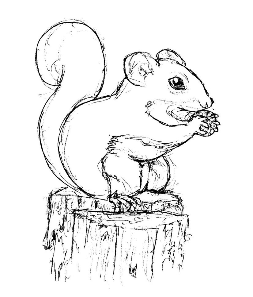 Free Printable Squirrel Coloring Pages For Kids 826x968 Free Printable Squirrel Coloring Pages For Kids
