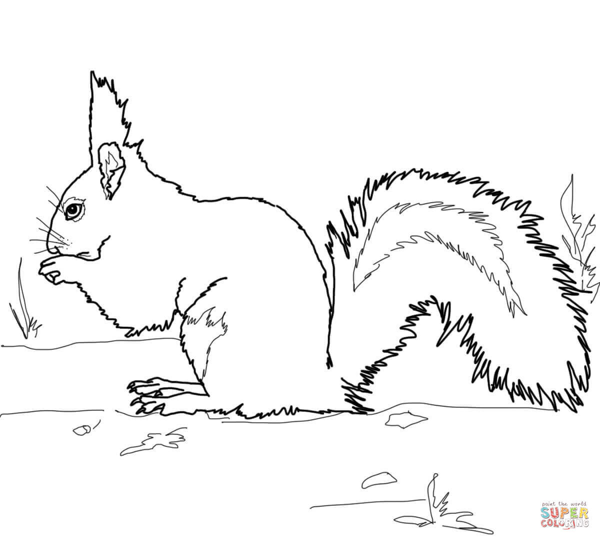 Grey Squirrel Coloring Page Free Printable Pages Outstanding 1200x1080 Grey Squirrel Coloring Page Free Printable Pages Outstanding