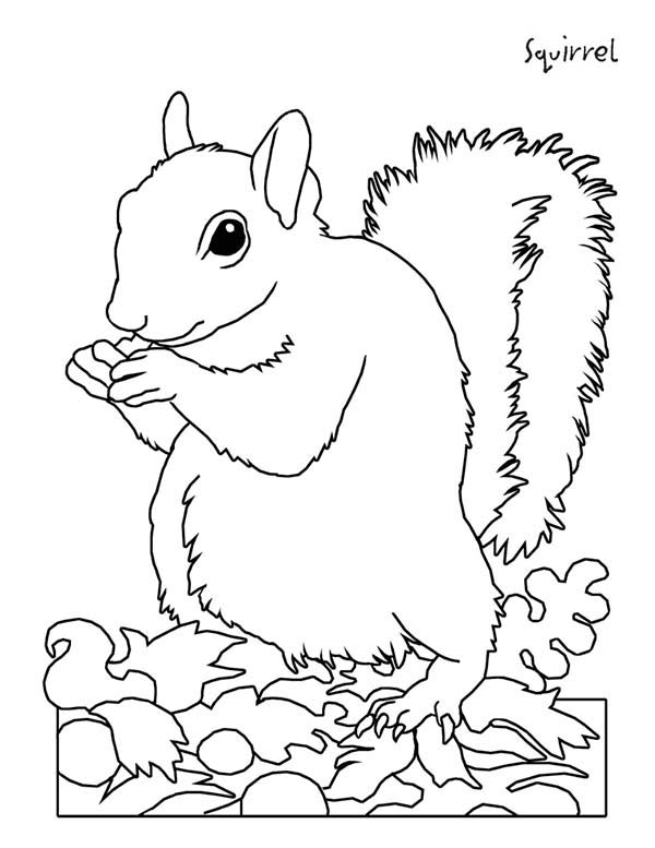 Picture Of Squirrel Coloring Page 600x777 Picture Of Squirrel Coloring Page