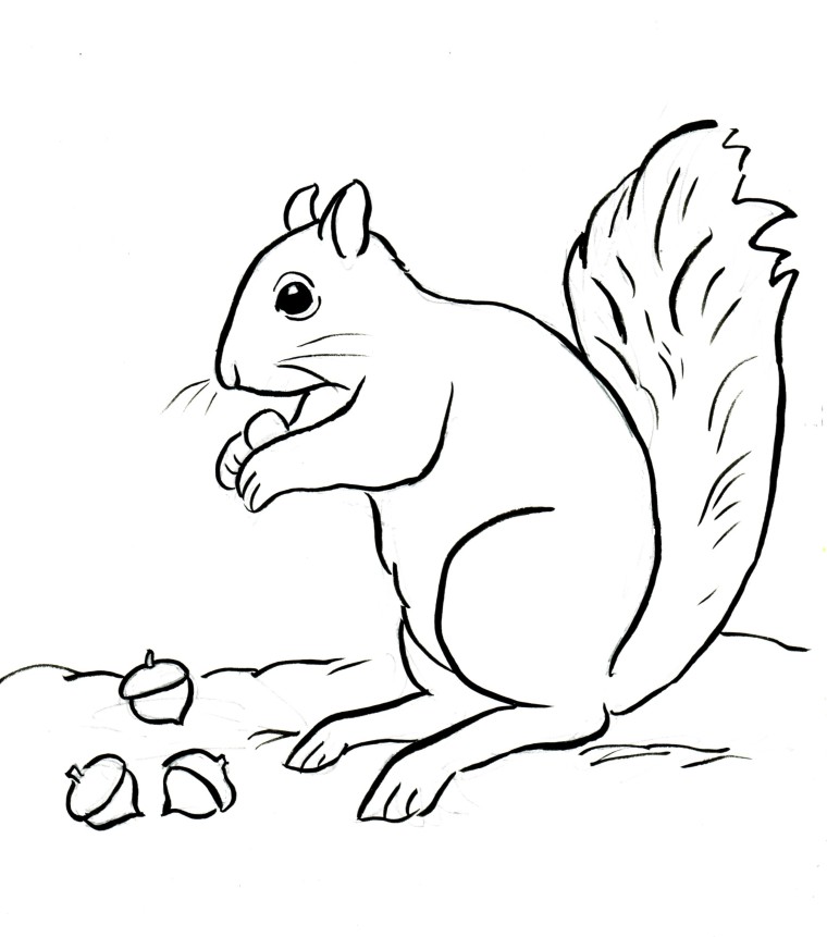 Squirrel Coloring Page 760x861 Squirrel Coloring Page