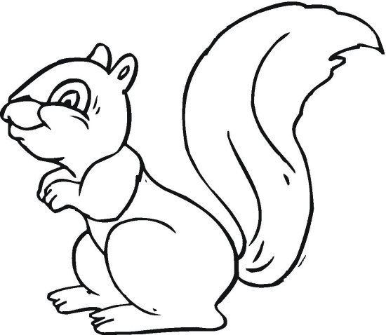 Squirrel Coloring Page Inspirational Squirrel 3 Free Printable 550x478 Squirrel Coloring Page Inspirational Squirrel 3 Free Printable