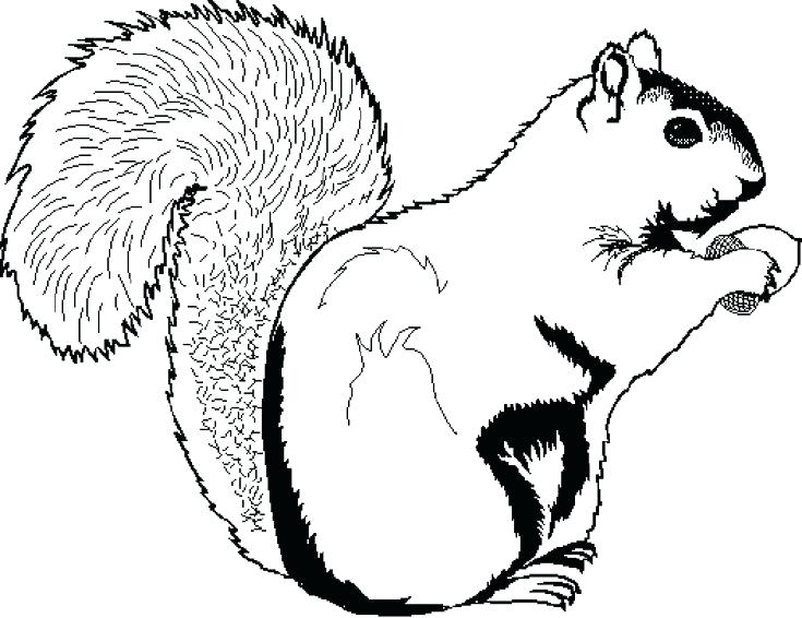 Squirrel Coloring Page Printable Coloring Pages Squirrel Ques Free 735x566 Squirrel Coloring Page Printable Coloring Pages Squirrel Ques Free