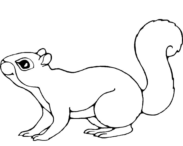 Squirrel Coloring Pages 720x576 Squirrel Coloring Pages