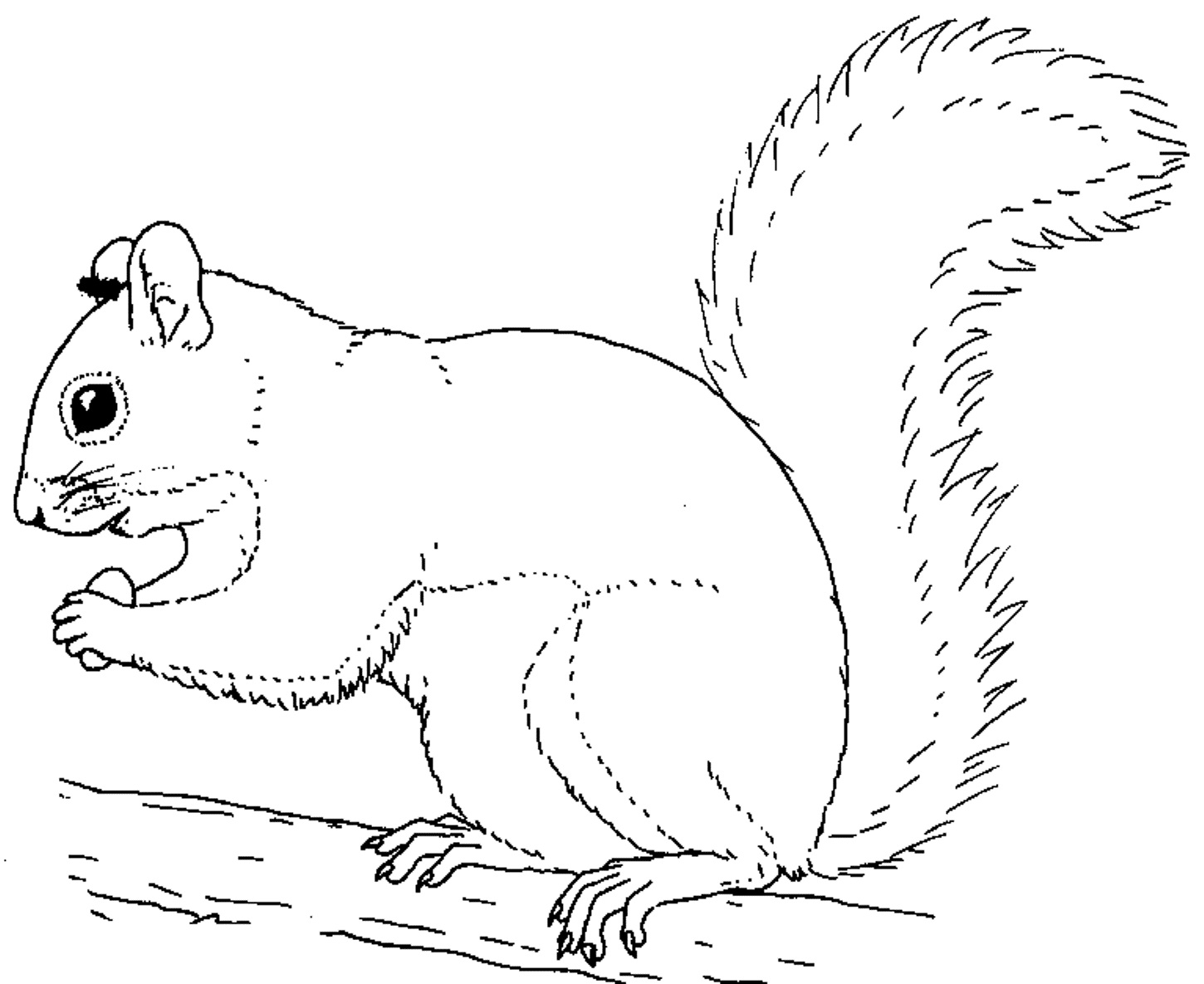 Unique Squirrel Coloring Page Design Printable Coloring Sheet 1450x1185 Unique Squirrel Coloring Page Design Printable Coloring Sheet