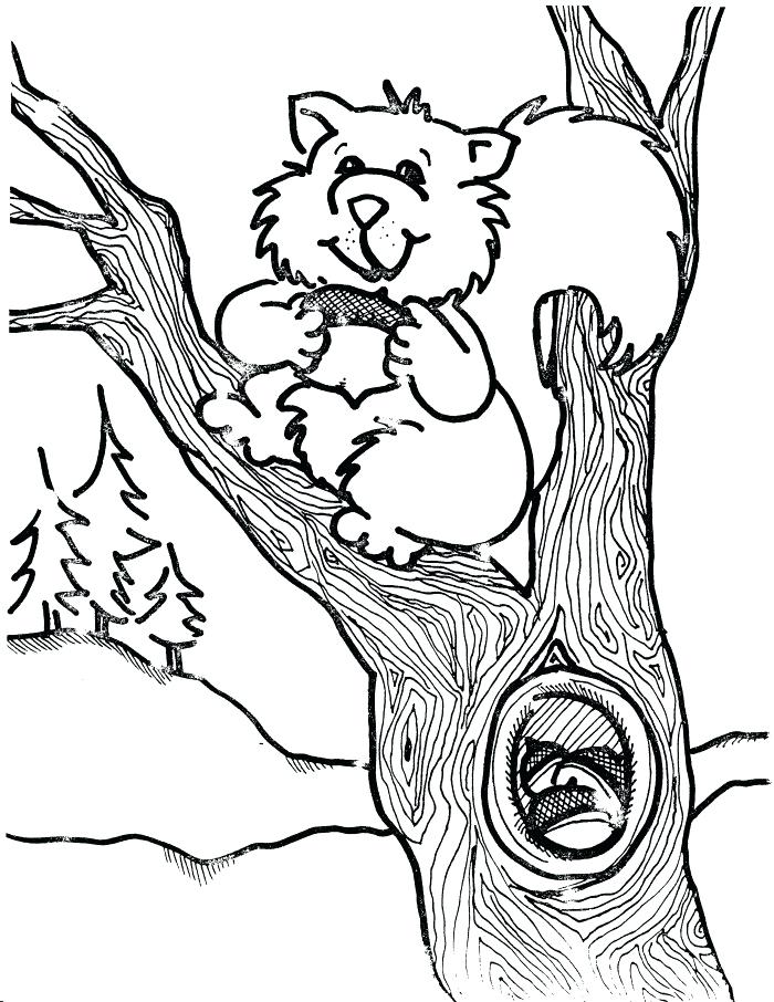 Coloring Pages Of Squirrels Pictures Of Squirrel Coloring Pages 700x906 Coloring Pages Of Squirrels Pictures Of Squirrel Coloring Pages