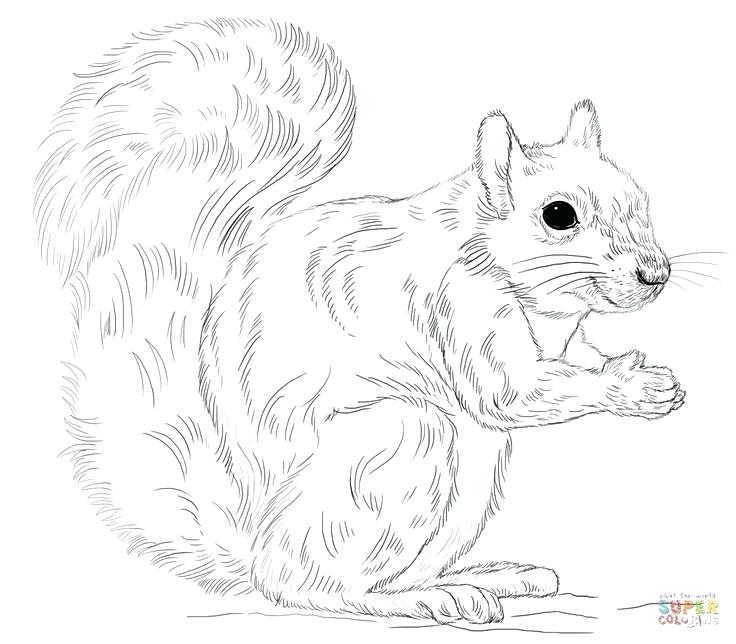 Coloring Pictures Of Squirrels Eastern Gray Squirrel Coloring Page 736x644 Coloring Pictures Of Squirrels Eastern Gray Squirrel Coloring Page