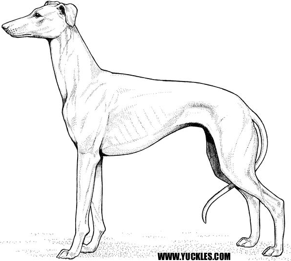 Greyhound Coloring Page By Yuckles! 600x538 Greyhound Coloring Page By Yuckles!