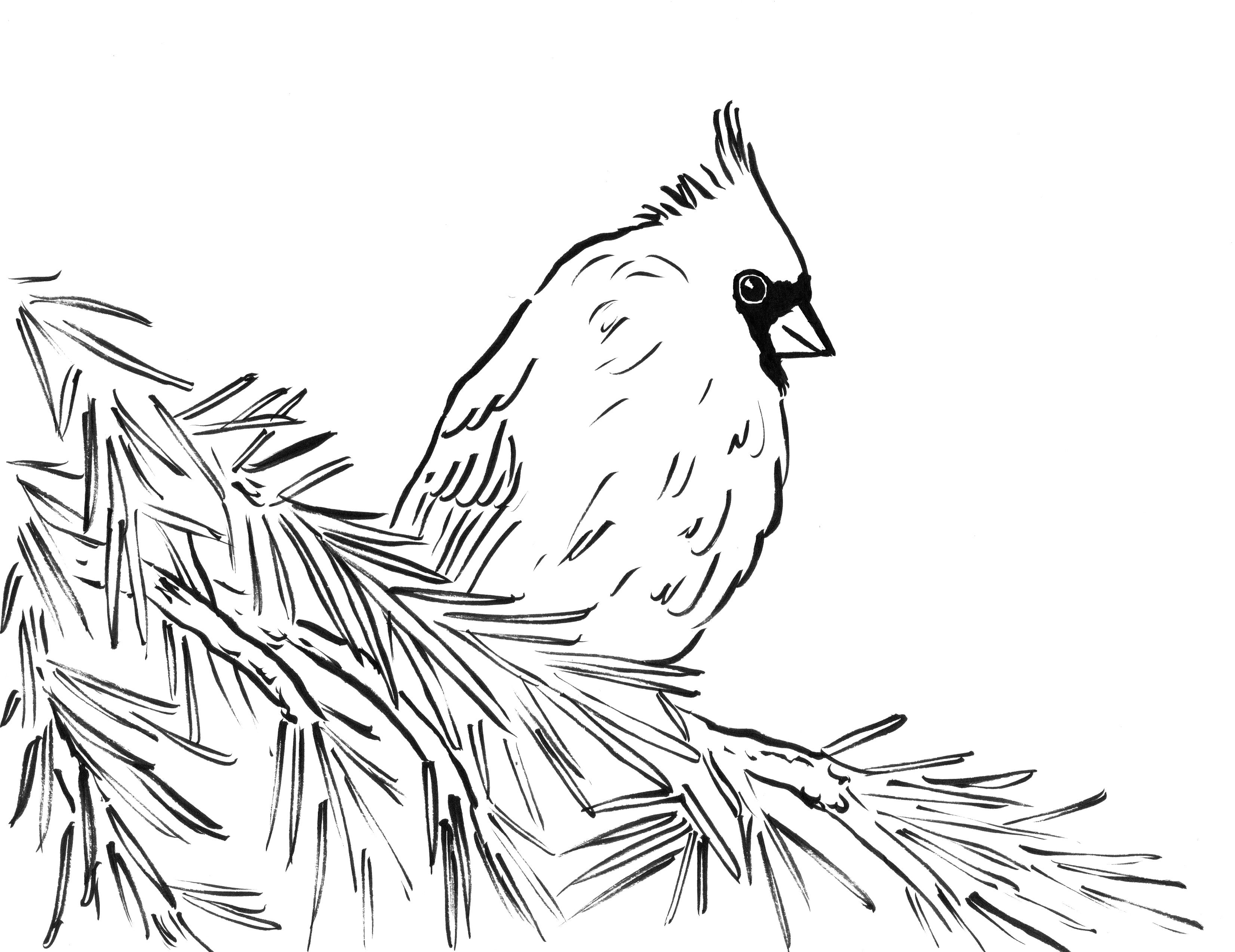 3303x2545 Cardinal Coloring Page And Glum Me Exceptional Colouring Pages